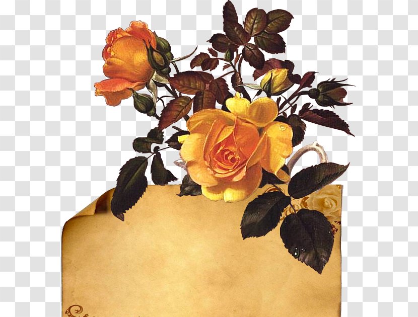 Cut Flowers Floral Design Flower Bouquet - Rose Family Transparent PNG
