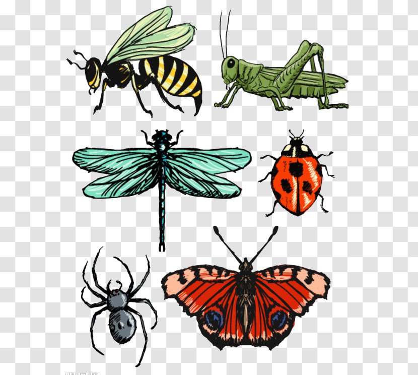 Insect Butterfly Drawing Clip Art - Pieridae - Cartoon Insects Transparent PNG