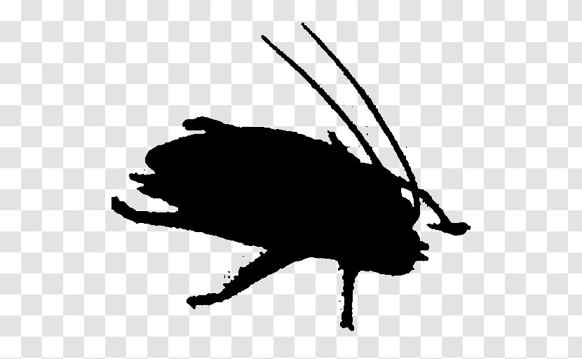 Clip Art Fauna Carnivores Silhouette Pest - Stencil - Insect Transparent PNG