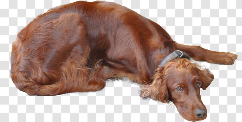 Irish Setter Sussex Spaniel English Red And White Boykin - Sporting Group - Nova Scotia Duck Tolling Retriever Transparent PNG
