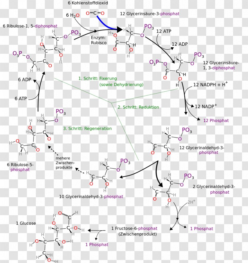 Calvin Cycle Citric Acid Metabolism Anabolism Photosynthesis - Map Transparent PNG