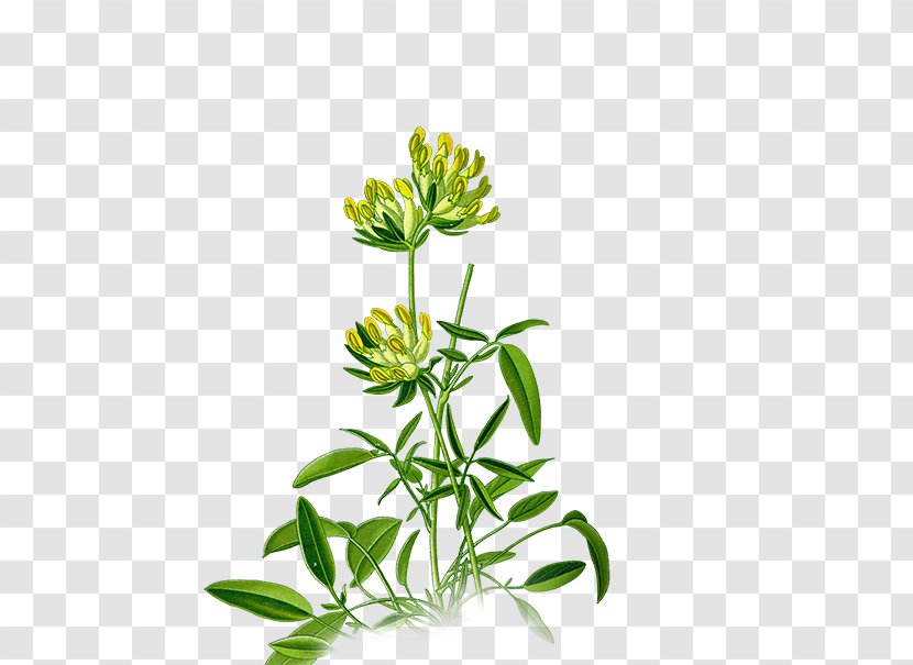 Anthyllis Vulneraria Medicinal Plants For A Future Legumes - Plant Transparent PNG