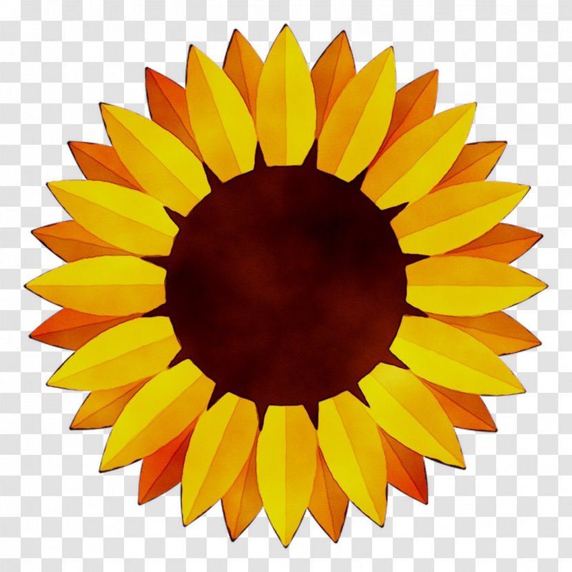 Stock Illustration Vector Graphics Clip Art - Photography - Sunflower Transparent PNG