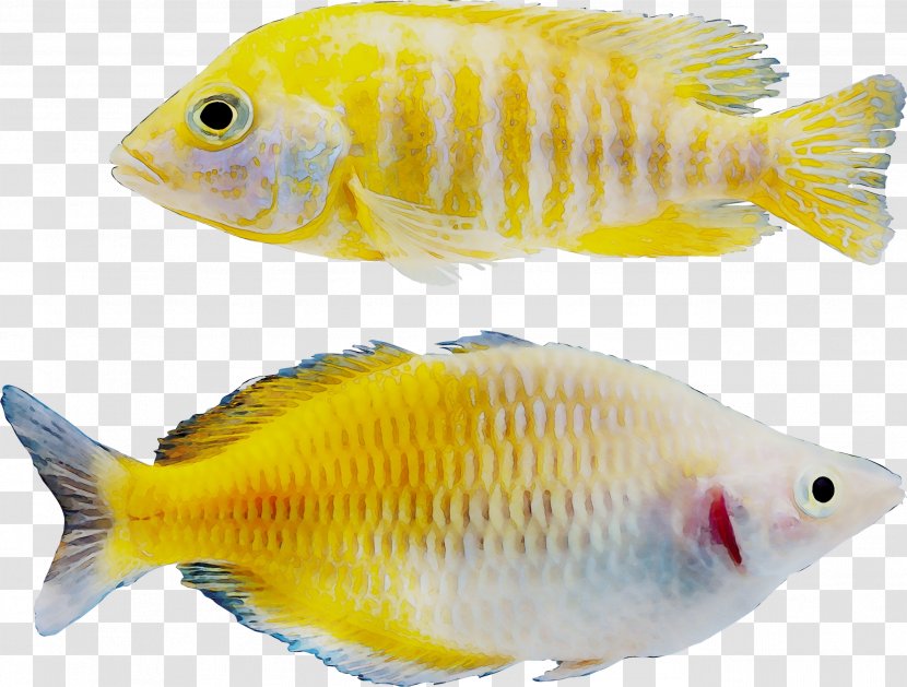 Tilapia Goldfish Freshwater Aquarium Marine Biology Coral Reef Fish - Products Transparent PNG