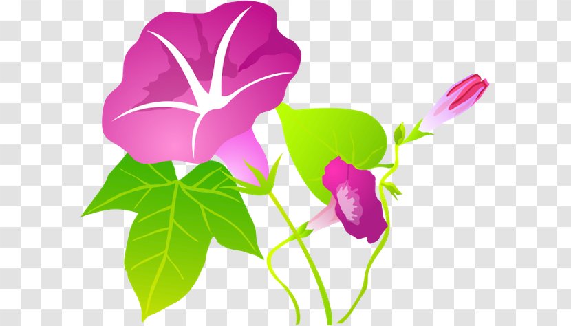 Ipomoea Nil Flower - Annual Plant Transparent PNG