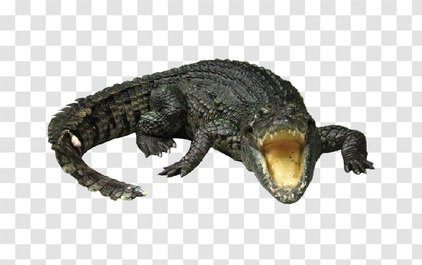 Nile Crocodile Gharial Chinese Alligator - Ferocious Crocodiles Transparent PNG