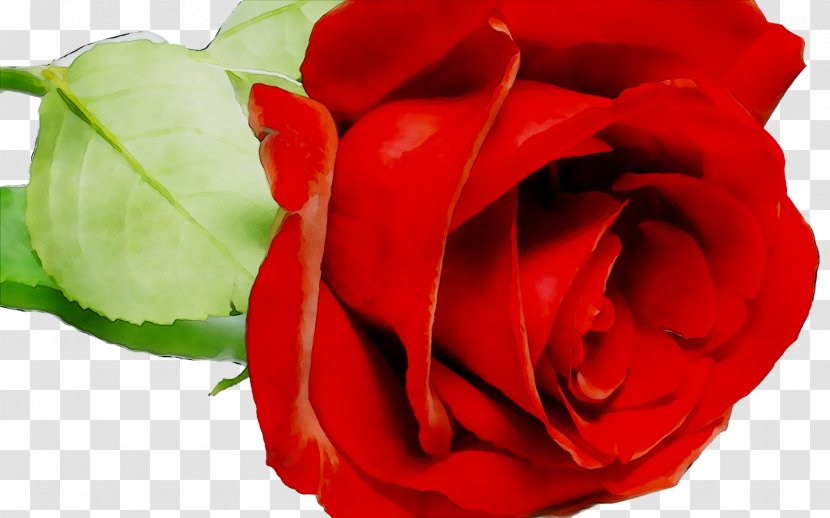 Desktop Wallpaper Flower Rose Image - Austrian Briar Transparent PNG