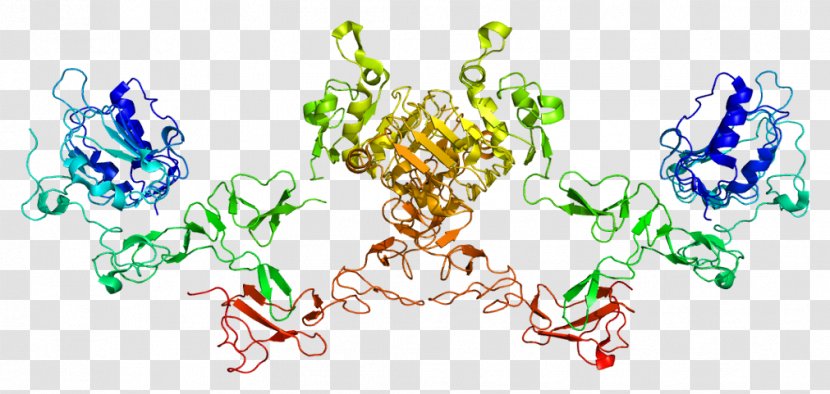 ERBB4 HER2/neu Protein Kinase - Cartoon - Watercolor Transparent PNG