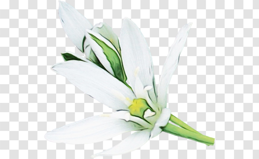 Cut Flowers Flower Petal Plants Science Transparent PNG