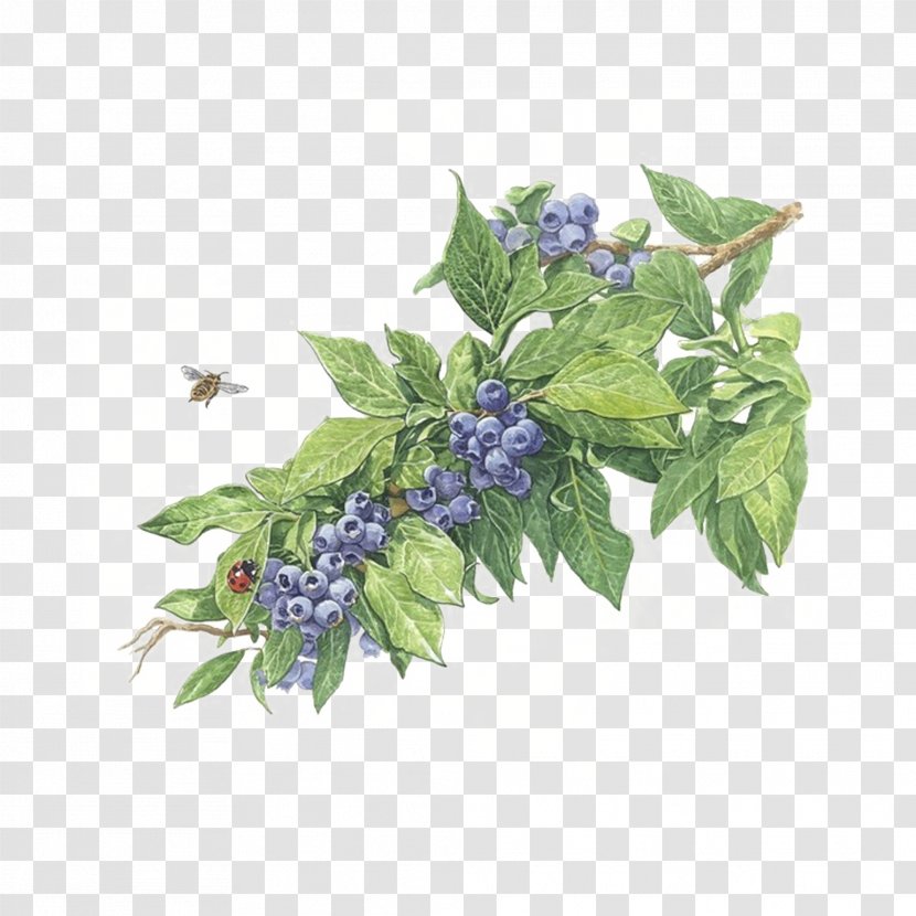 Free Blueberry Color Of Lead Paint To Pull Material - Herb - Fruit Transparent PNG