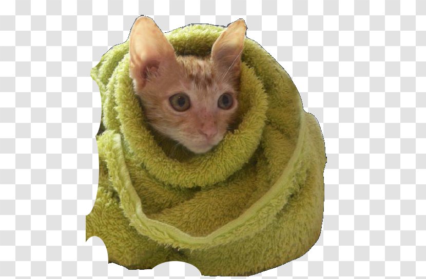 Whiskers Kitten Cat Dog Animal - Towel Transparent PNG