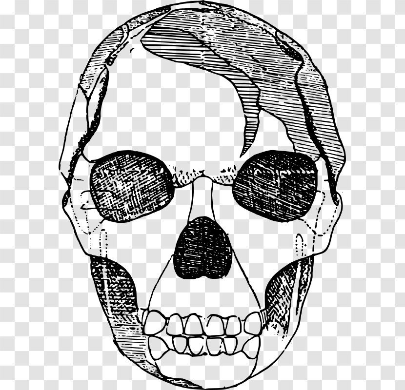 Drawing Clip Art - Face - Skeleton Transparent PNG