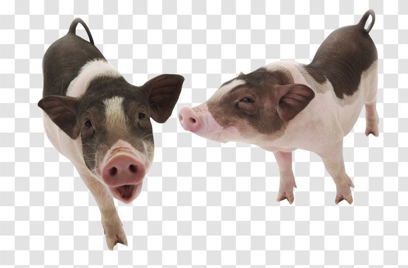 Vietnamese Pot-bellied Pet Docking - Fodder - Couple Pig Transparent PNG