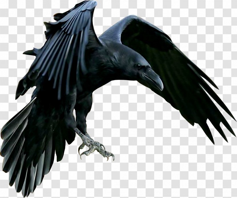 American Crow Common Raven Carrion - Eagle Transparent PNG
