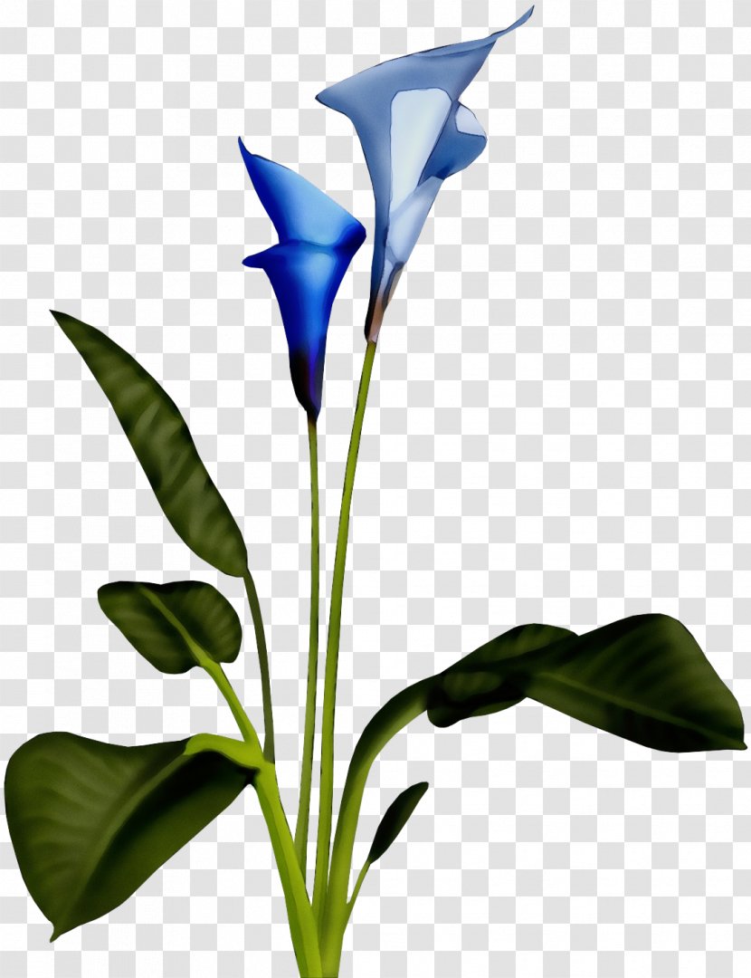 Flower Plant Leaf Gentiana Gentian Family - Wet Ink - Anthurium Houseplant Transparent PNG