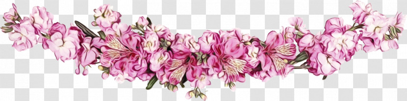 Pink Cut Flowers Flower Plant Petal Transparent PNG