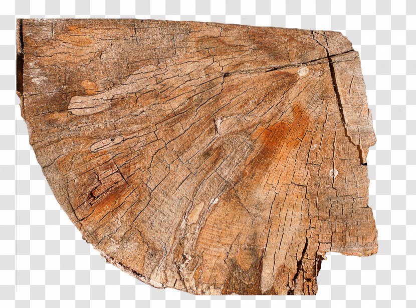 Wood /m/083vt Rock M Nation - Stump Transparent PNG