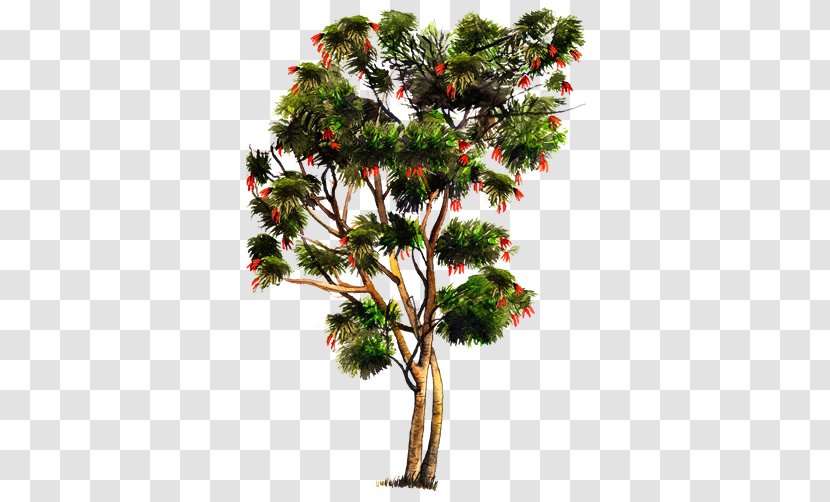 Pine River Tamarind Tree Crown Oaxaca - Evergreen Transparent PNG