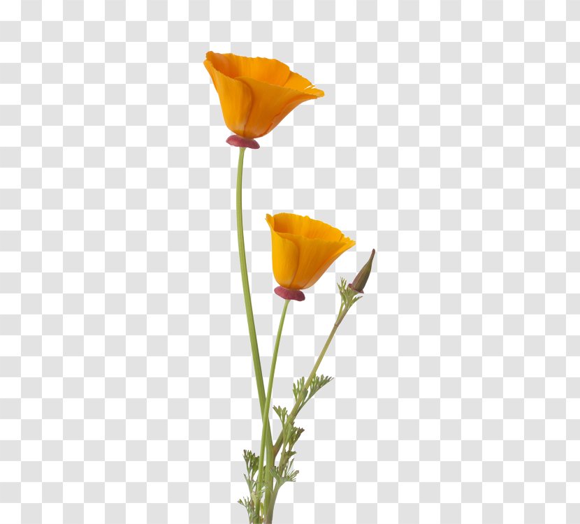California Poppy Flower Bud - Petal Transparent PNG