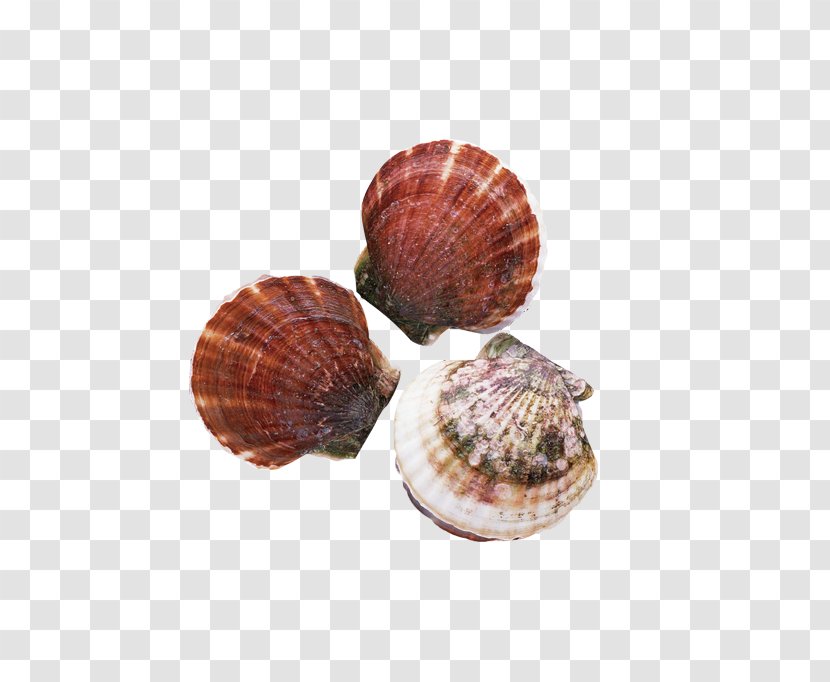 Clam Oyster Sushi Shellfish Patinopecten Yessoensis - Seafood - Shell Transparent PNG