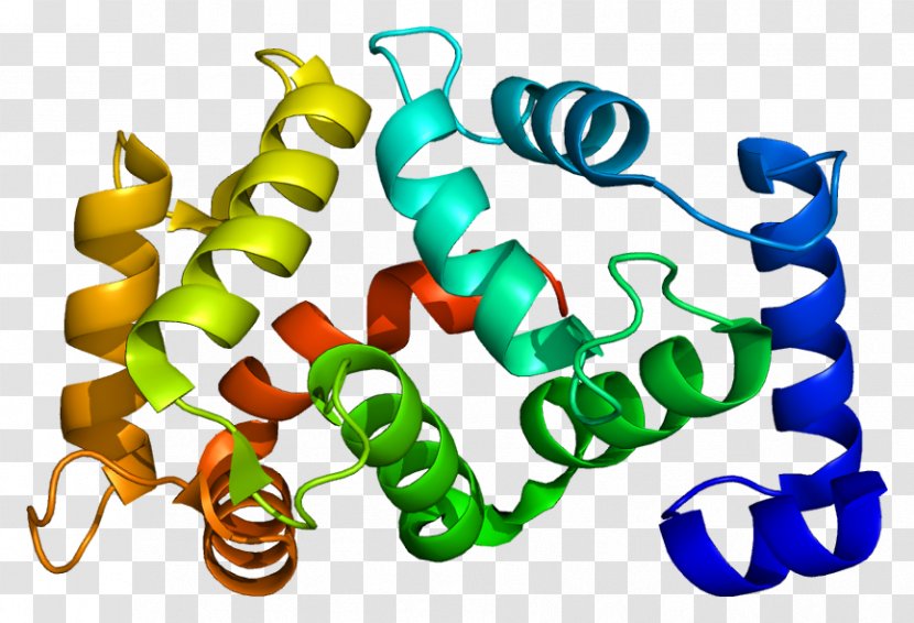 Tetrameric Protein Killer-cell Immunoglobulin-like Receptor KCNIP1 Potassium Channel - Heart - Silhouette Transparent PNG