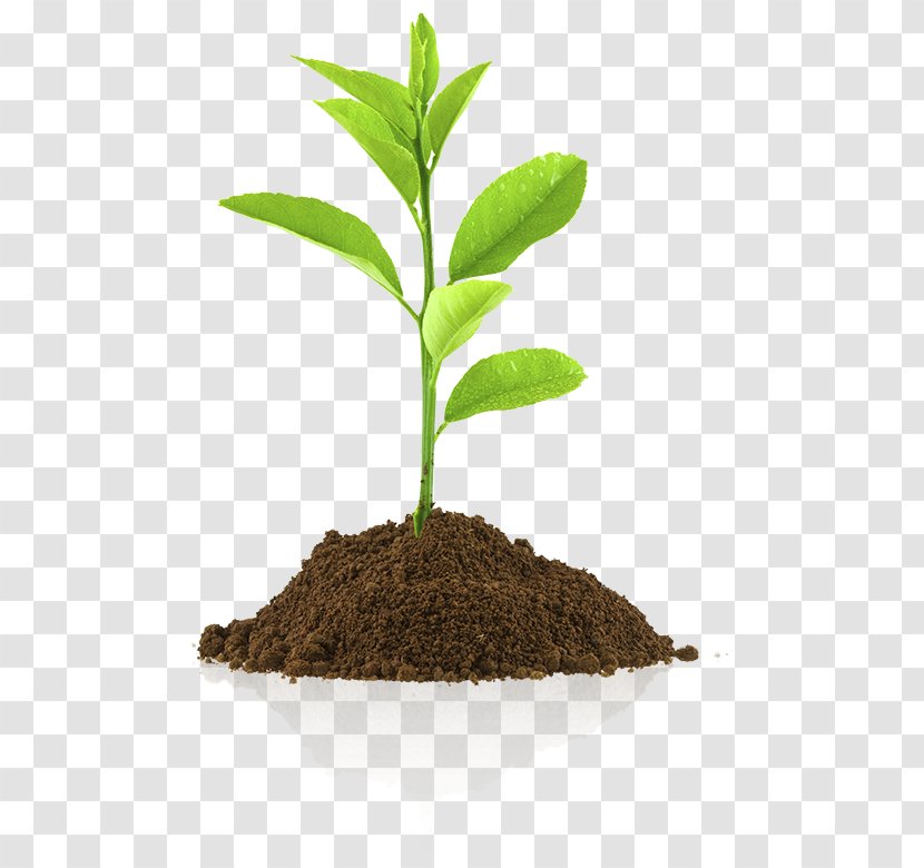 Royalty-free Photography Sowing - Soil - A Net Transparent PNG