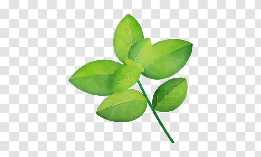 Leaf Plant Stem Green Plant Plant Structure Transparent PNG