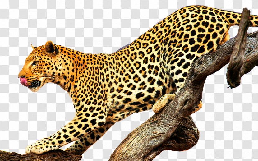 Leopard Jaguar Lion Felidae Cougar - Lions Tigers Transparent PNG