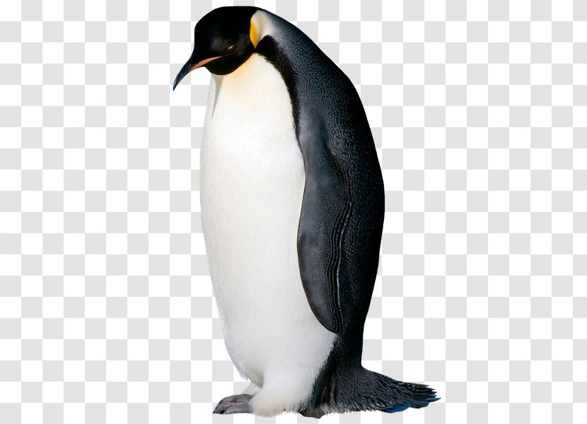 King Penguin Seabird Razorbills - Penguim Transparent PNG