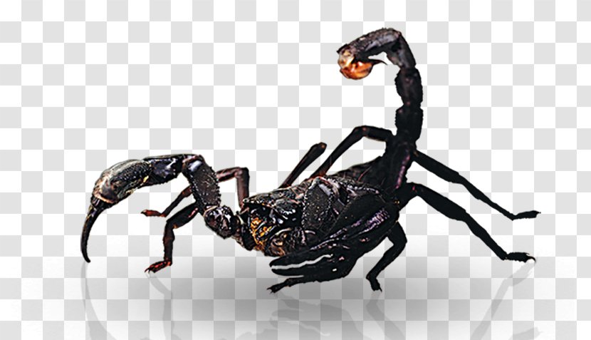 Insect Pest - Arthropod - Scorpion Bites Transparent PNG