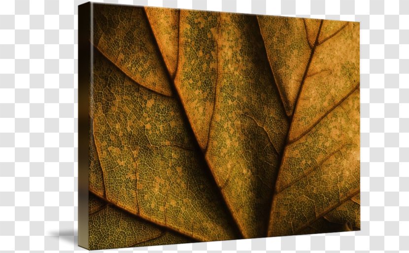 Gallery Wrap Canvas Leaf Art Imagekind Transparent PNG