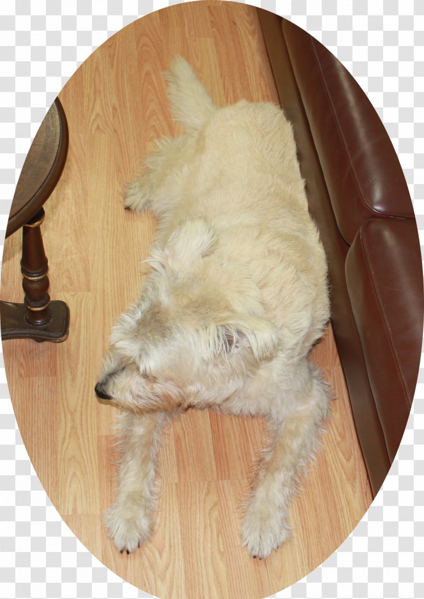 Goldendoodle Schnoodle Dog Breed Rare (dog) Puppy - Snout Transparent PNG
