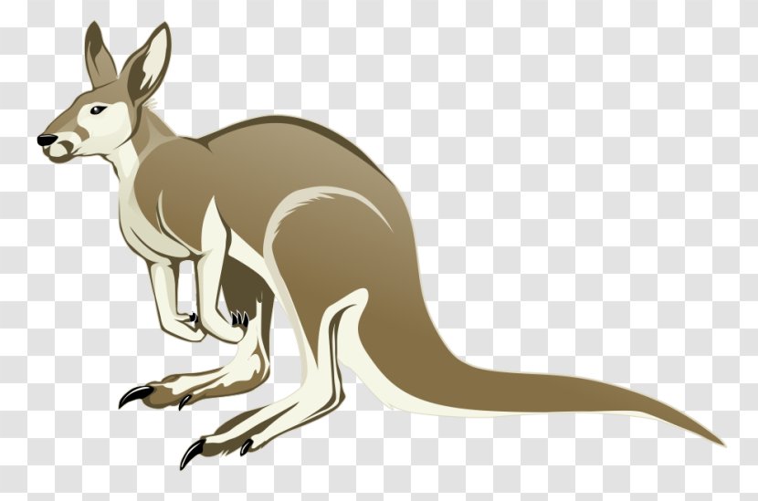 Kangaroo Clip Art - Mammal Transparent PNG