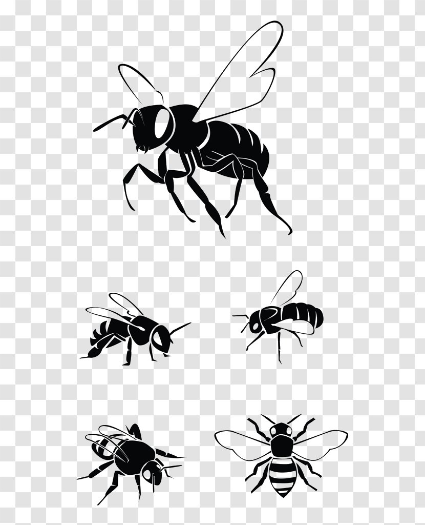 Western Honey Bee Clip Art Vector Graphics Illustration - Wing Transparent PNG