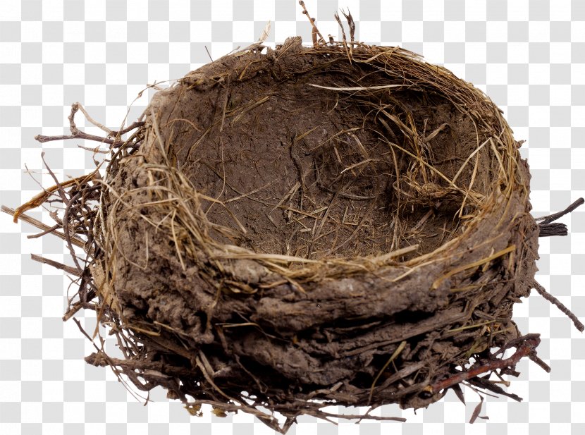 Edible Birds Nest Egg - Bird Transparent PNG