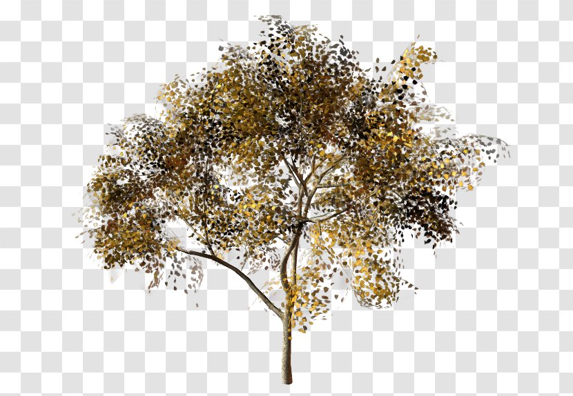 Twig Plane Trees Olive Maple - Tree Transparent PNG