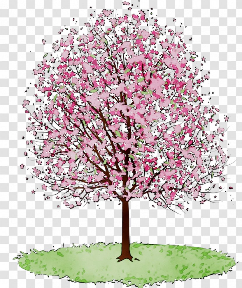 Cherry Blossom Clip Art Tree Cherries - Stock Photography Transparent PNG