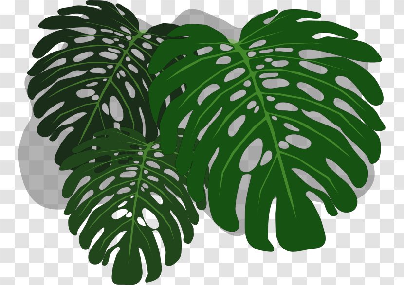 Philodendron Swiss Cheese Plant Clip Art - Drawing - Tree Transparent PNG