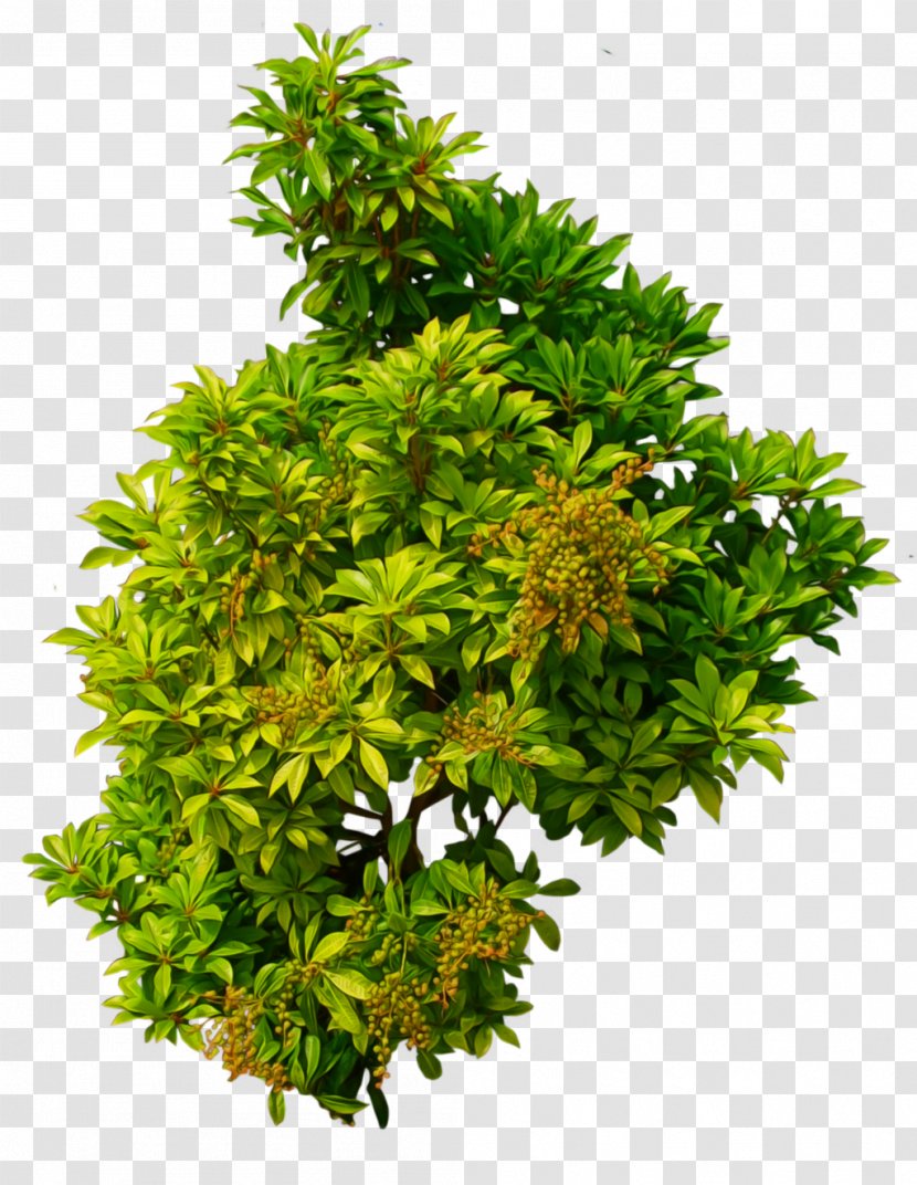 Clip Art - Plant - Bush Image Transparent PNG