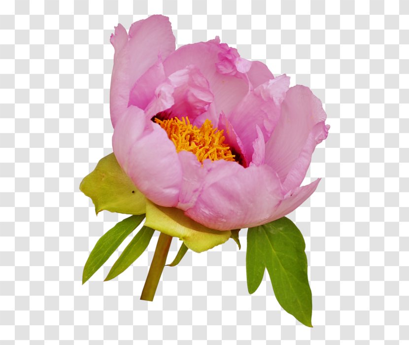 Moutan Peony Clip Art Pink Flowers - Plant - Flower Transparent PNG