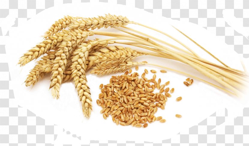 Organic Food Cereal Whole Grain Durum Wheat Flour - Grass Family Transparent PNG