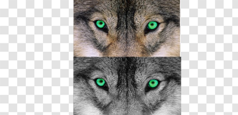 Saarloos Wolfdog Czechoslovakian Tamaskan Dog Whiskers - Czechoslovakia - Brown Wolf Transparent PNG