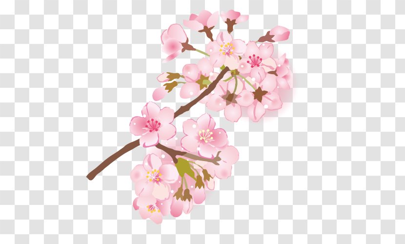 Cherry Blossom Branch Depiction 葉桜 - Hanami Transparent PNG