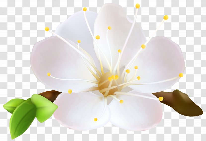 Vector Graphics Clip Art Blossom Image - Branch - Flower Transparent PNG