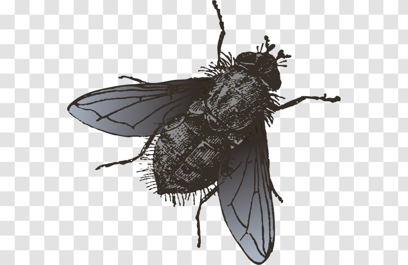 Insect Fly Illustration - Invertebrate - Vector Black Cicada Transparent PNG