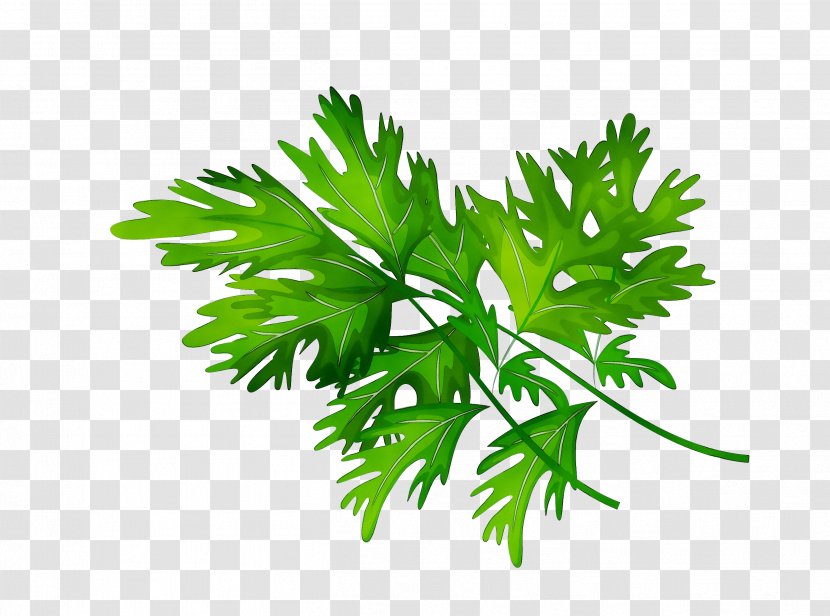 Parsley Plant Stem Herbalism Leaf Branching - Herbal - Tree Transparent PNG