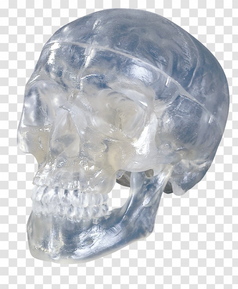 Skull Anatomy Skeleton Hyoid Bone Homo Sapiens - Crystal Transparent PNG