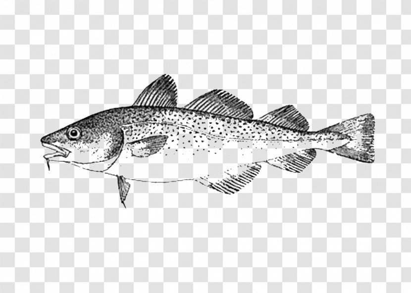 Sardine Cod Oily Fish Seafood - Chum Salmon Transparent PNG