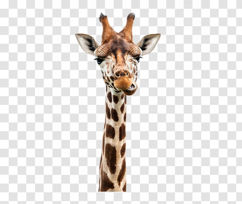 Speech-language Pathology - Watercolor - Funny Giraffe Transparent PNG