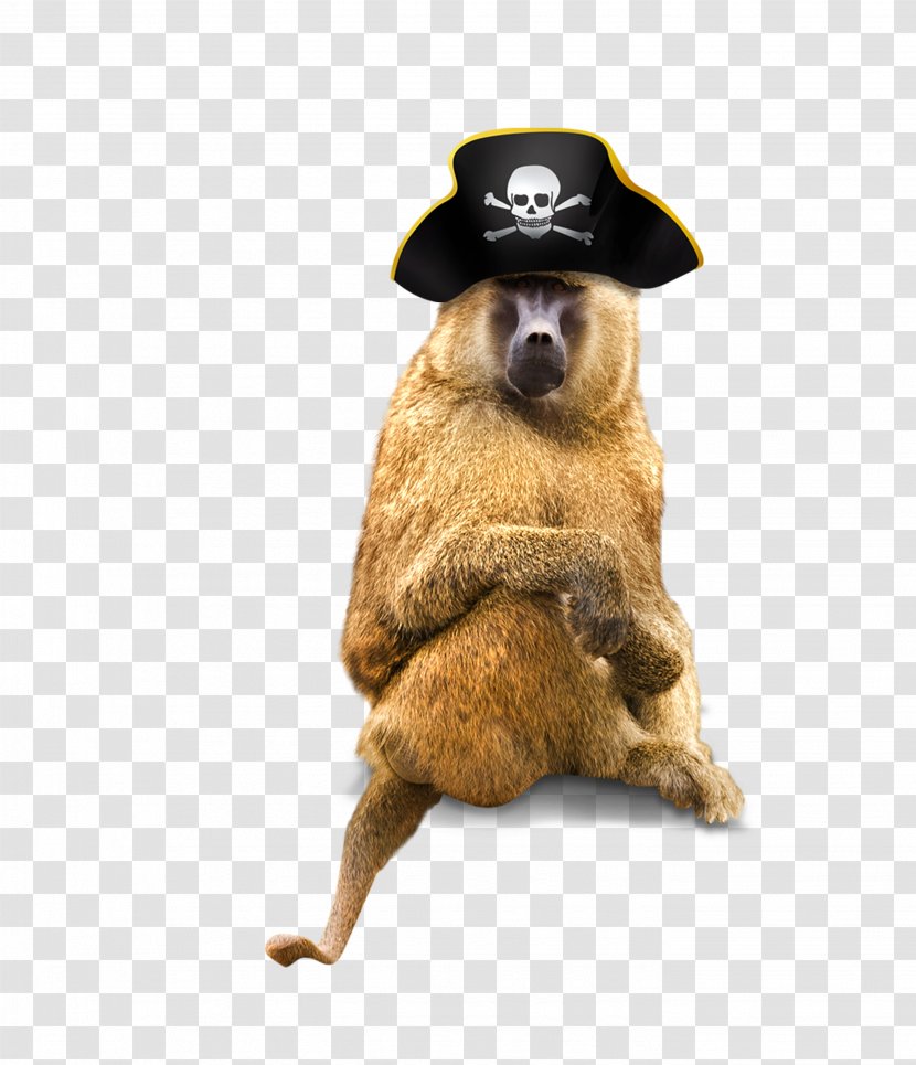 Piracy Hat Computer File - Carnivoran - Monkey Wearing A Pirate Transparent PNG